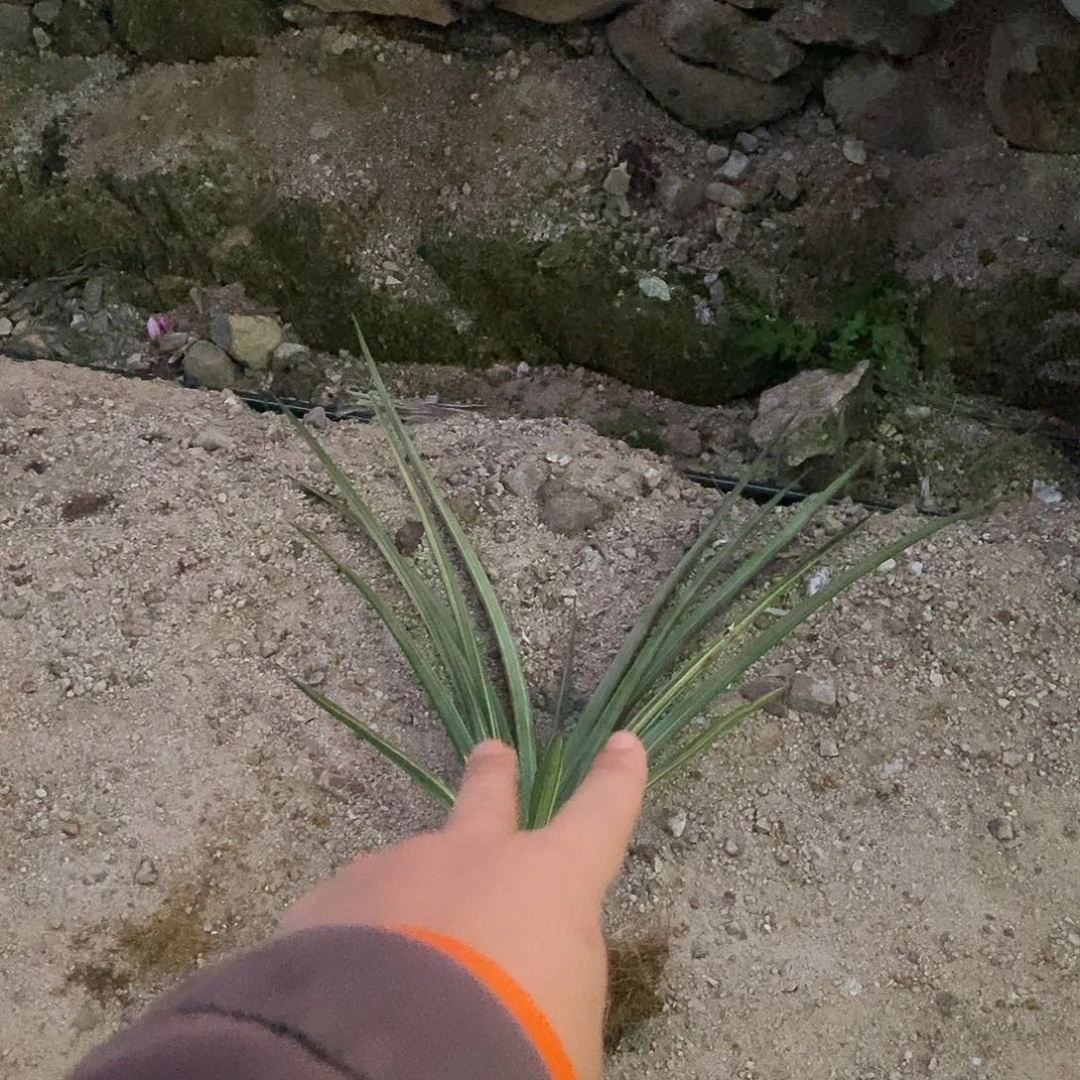 山***子虎皮兰一颗。