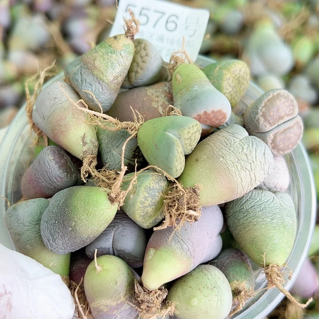 5576母本混合60个有大有小比较干微瑕如图特价处理