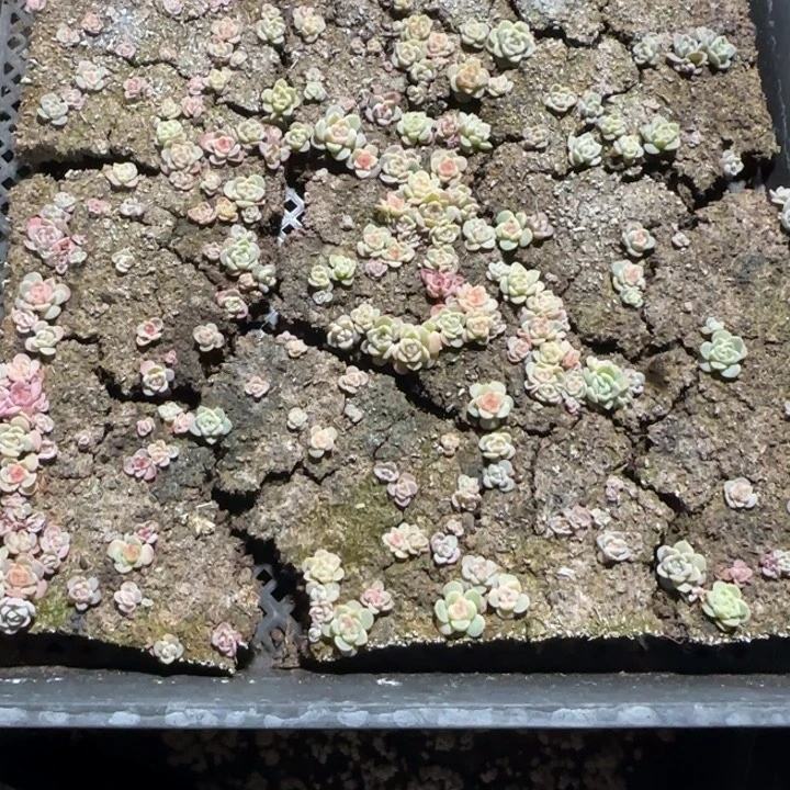 @****133号王者系列种播苗一框