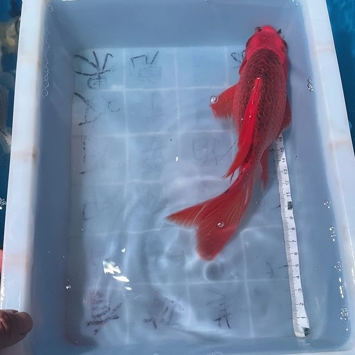 蝴蝶鲤鱼渔场直发95