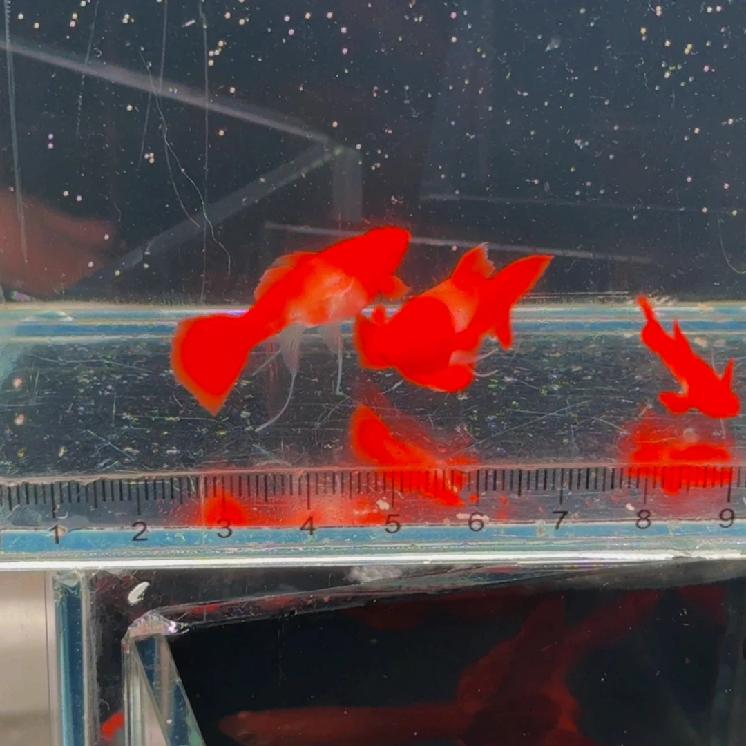 孔雀鱼双分水缎带1对装