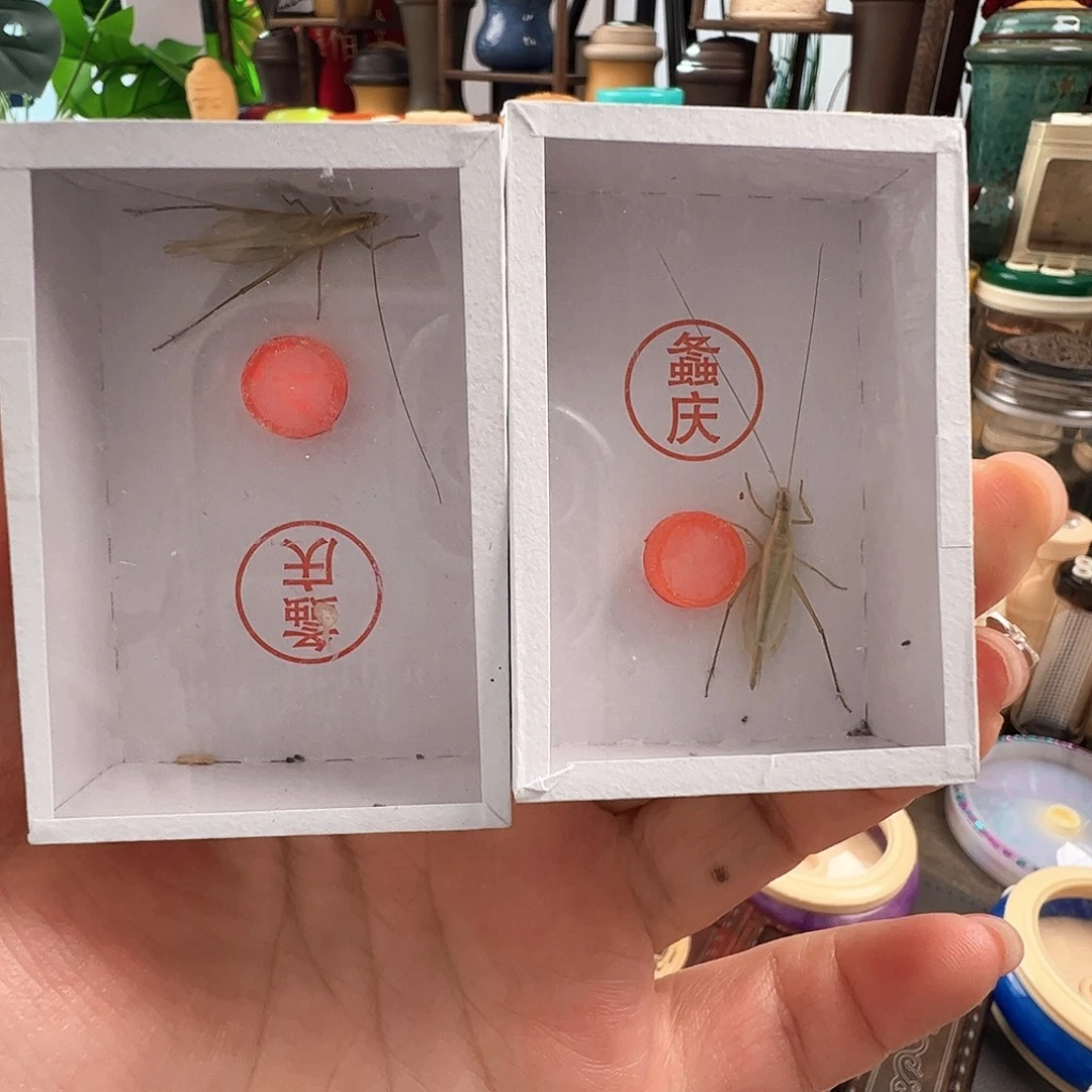 哈哈哈柬埔寨两个