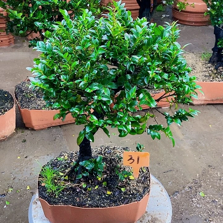 无花朵小叶紫檀景