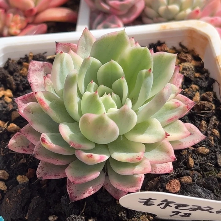 绿爪锦一颗价格发货