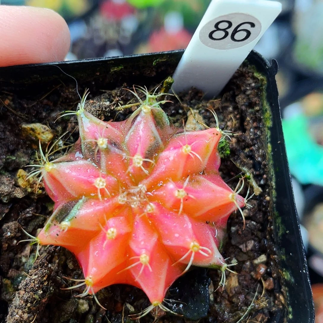 非偏远地区满25包邮仙人球