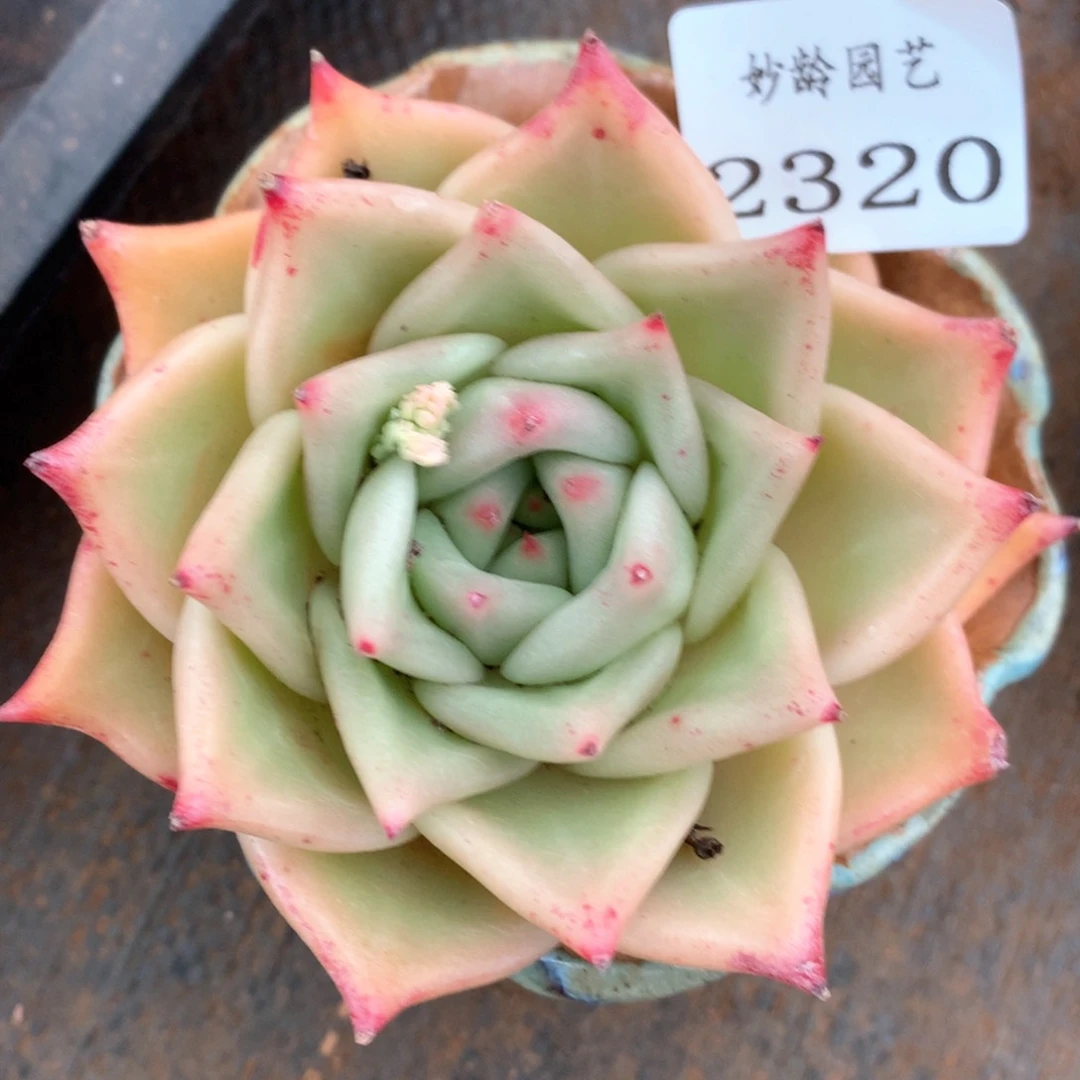 2320杂交多肉植物