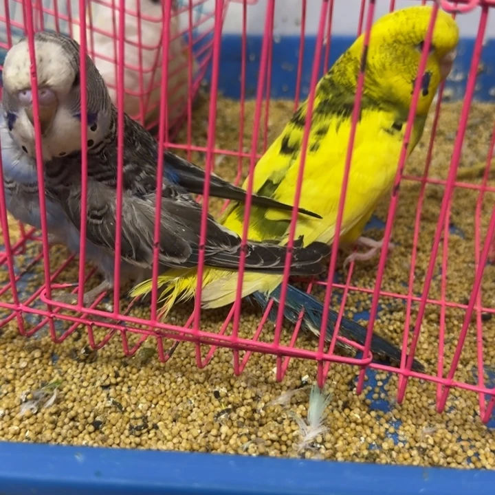 虎皮鹦鹉大头在线