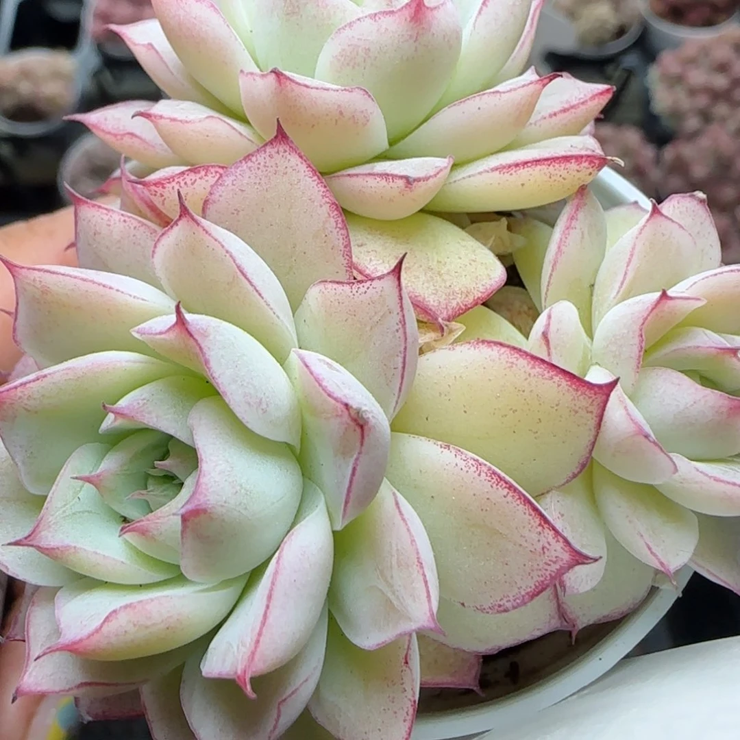 花语逸境0222-567
