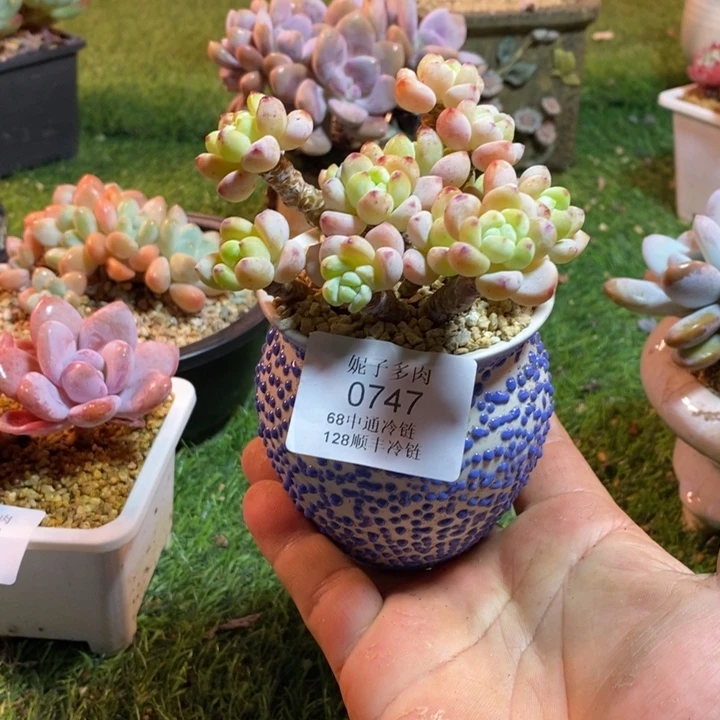 0747啊啊啊啊啊啊啊啊啊啊啊