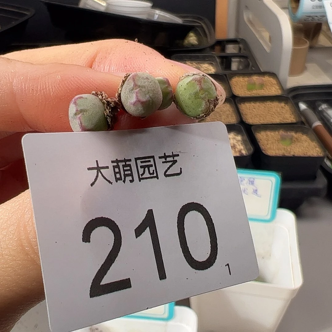 0000210 一物一拍。