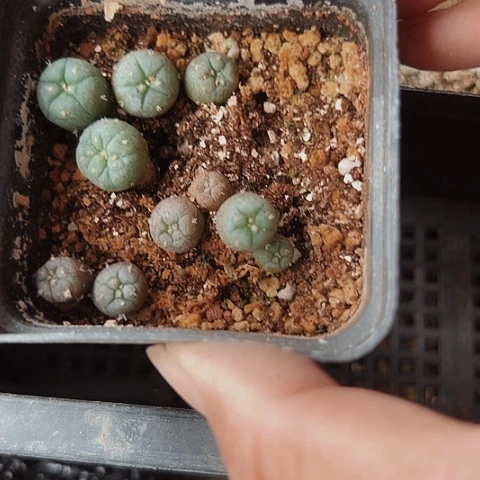 853清棚特价出售哦