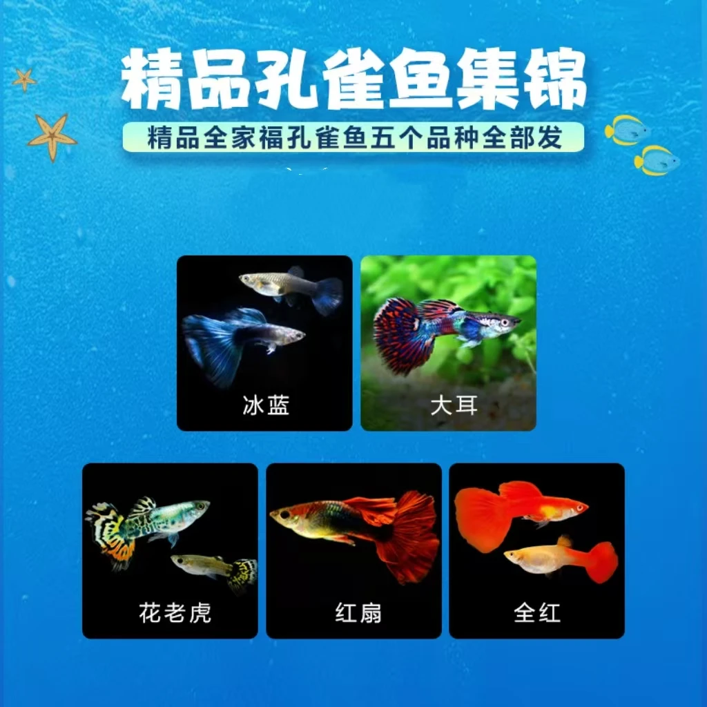 精品孔雀鱼全家福家养淡水包邮新手练手必入耐活好养爱生崽