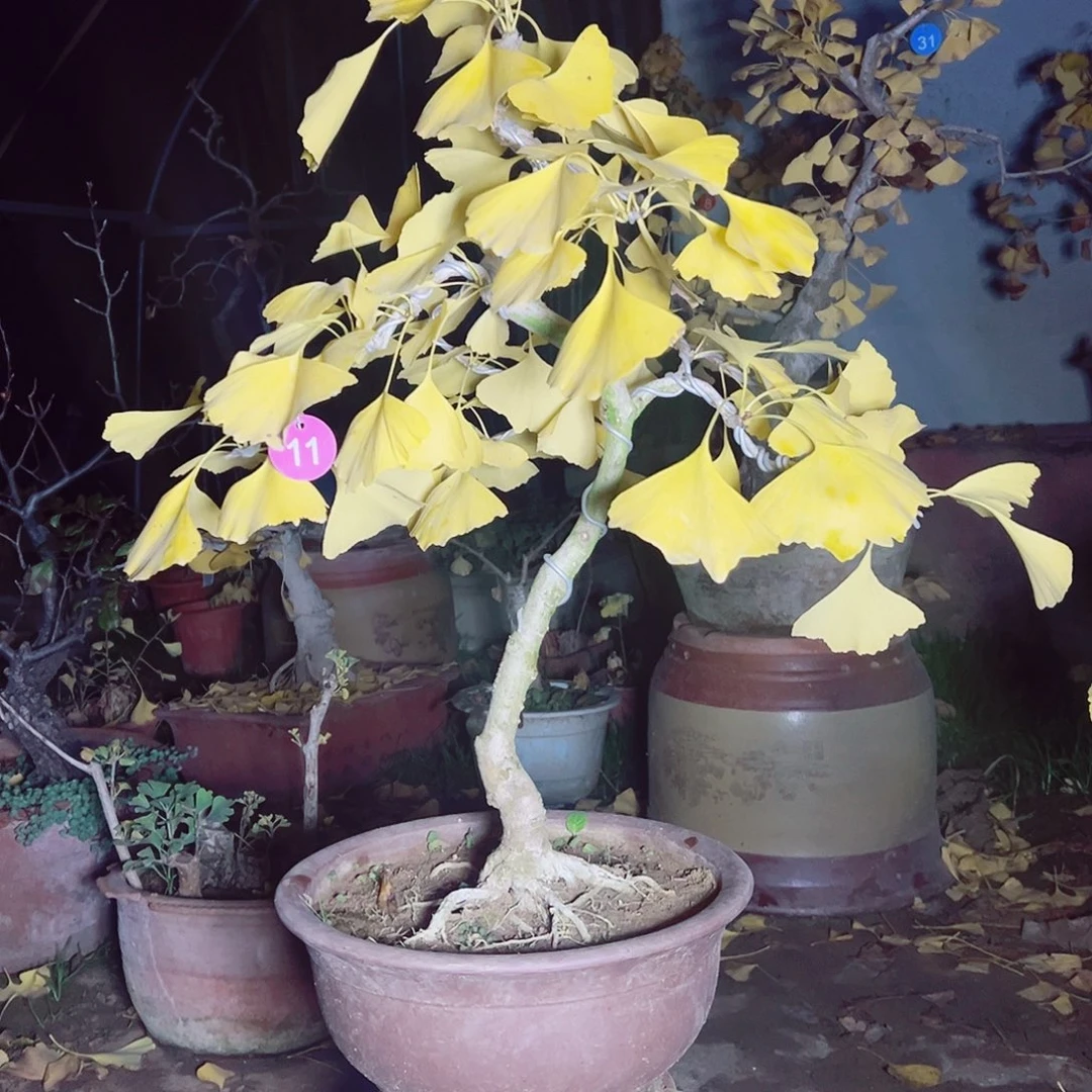 无花朵lvtuwooutuyxy