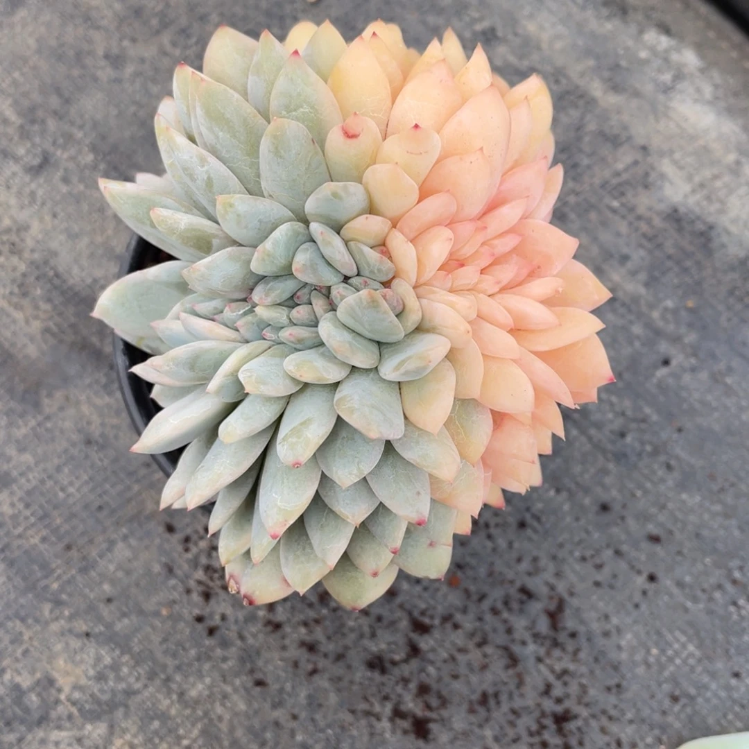 柒***节星影锦鸡腿不脱土