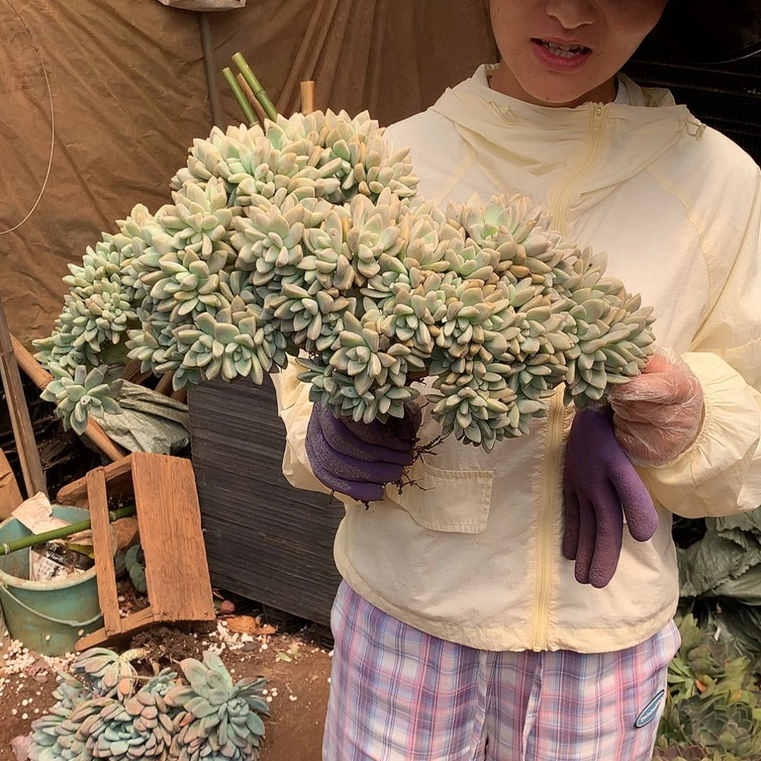 巨无霸淡雪缀35 多肉植物量拍