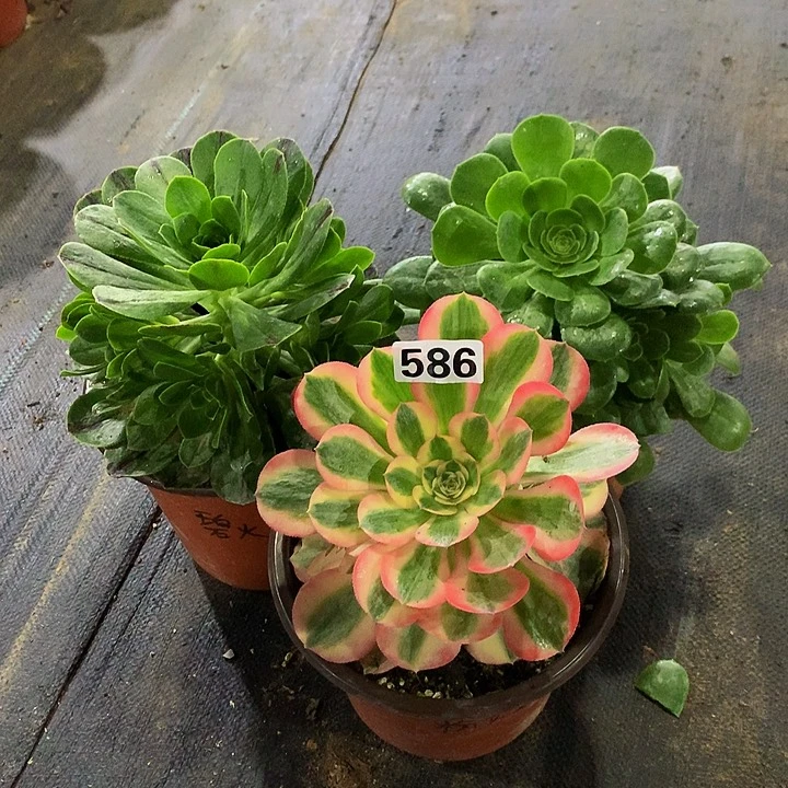 花*水多肉组合586000