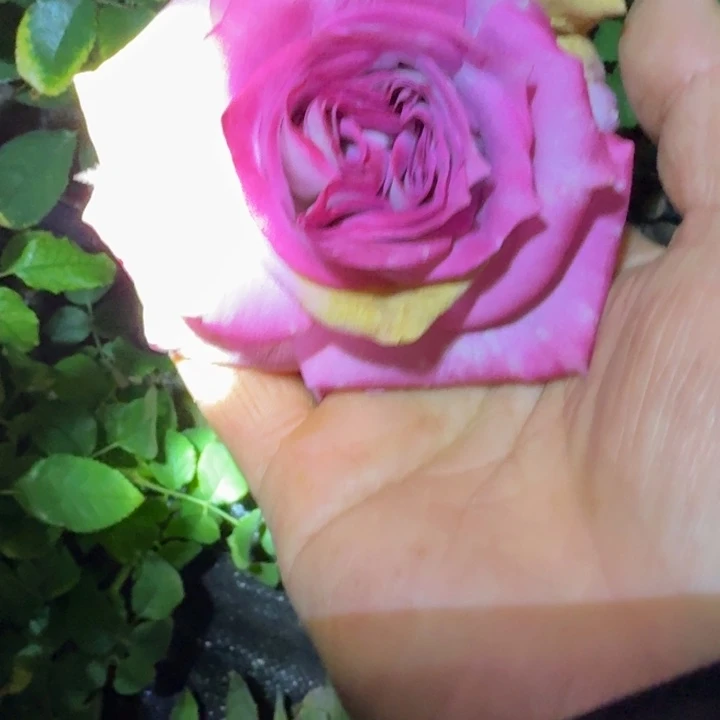 无花朵紫拉芙根接小苗