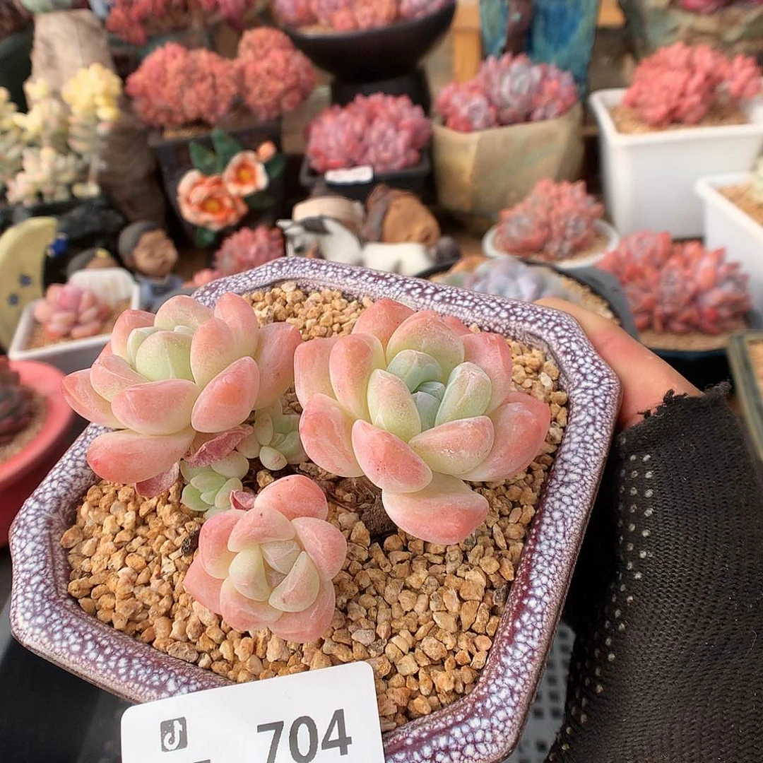 704冰玉多肉植物33333