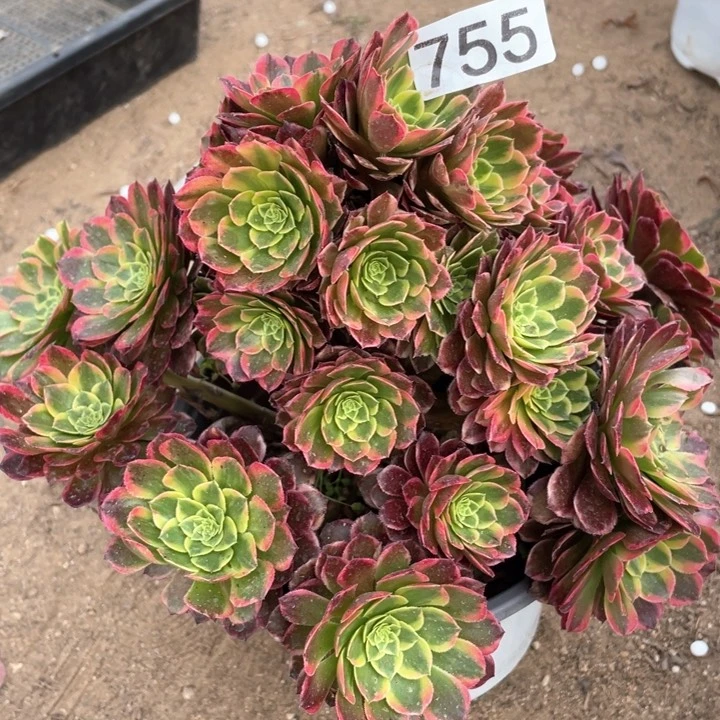 @****）755多肉植物朝霞