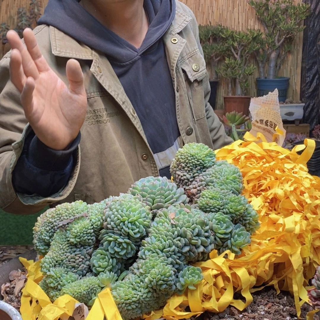 幸***?A116 号白胖子多肉