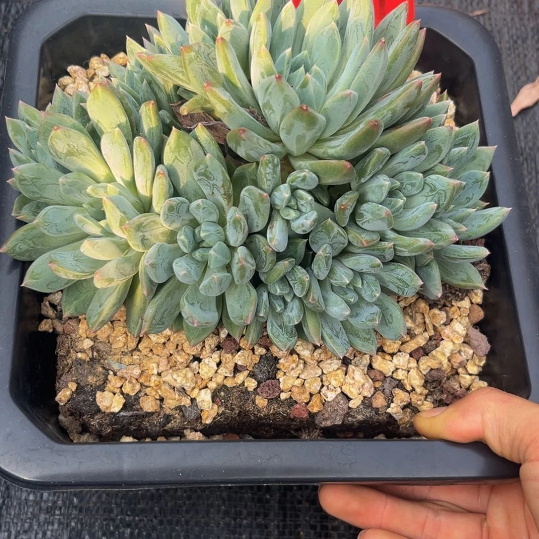 9037下午多肉植物群生