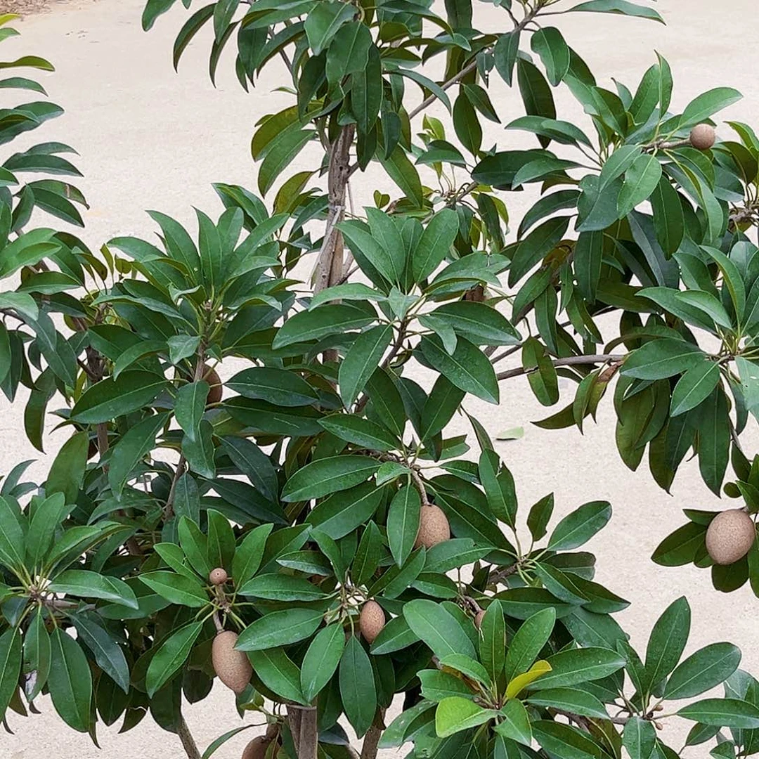 无花朵88888888888888