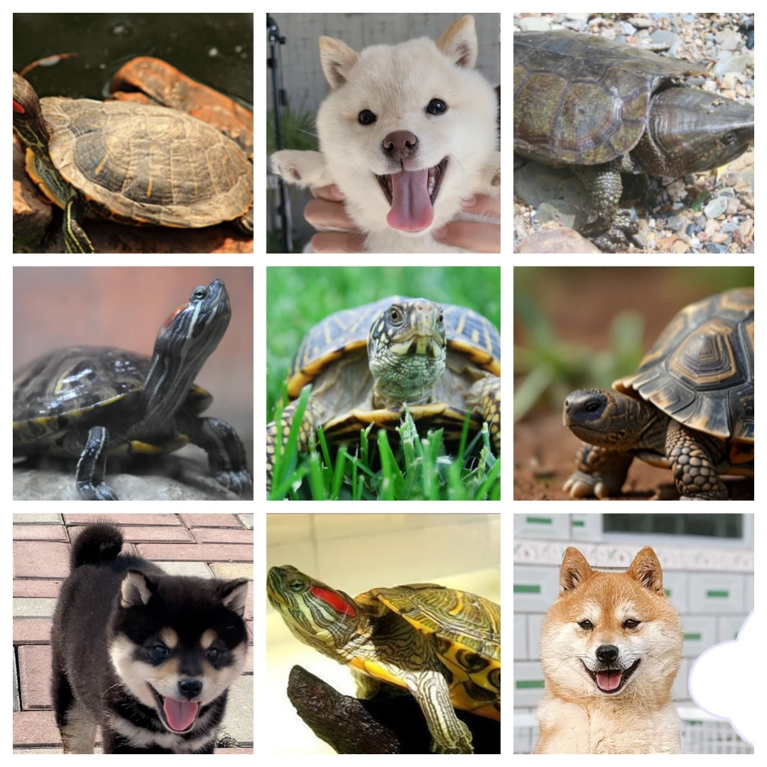 丝绒宠物活体通用 线上成交【定金链接】以直播间讲解品种为准