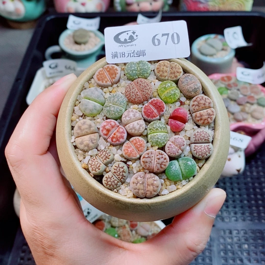 生石花花花花花花花670