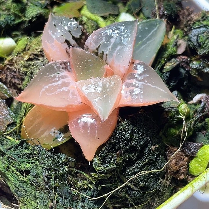 580酒吞锦特元福利