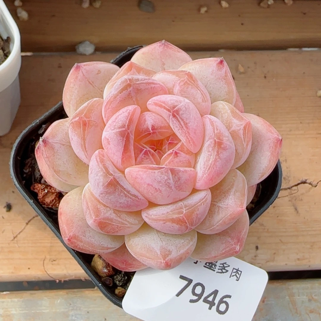 黛玉冰魄，7946多肉植物