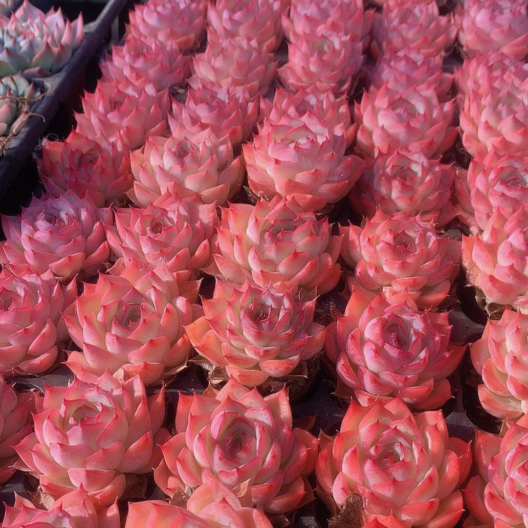 三颗侧影456788999999