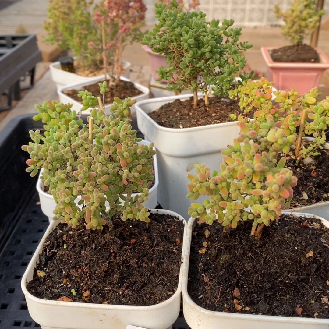 枝干蜜桔糖球来咯442