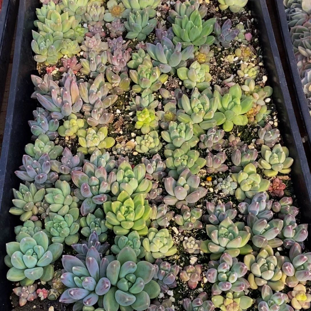 哦*呵445的人生态度是一种