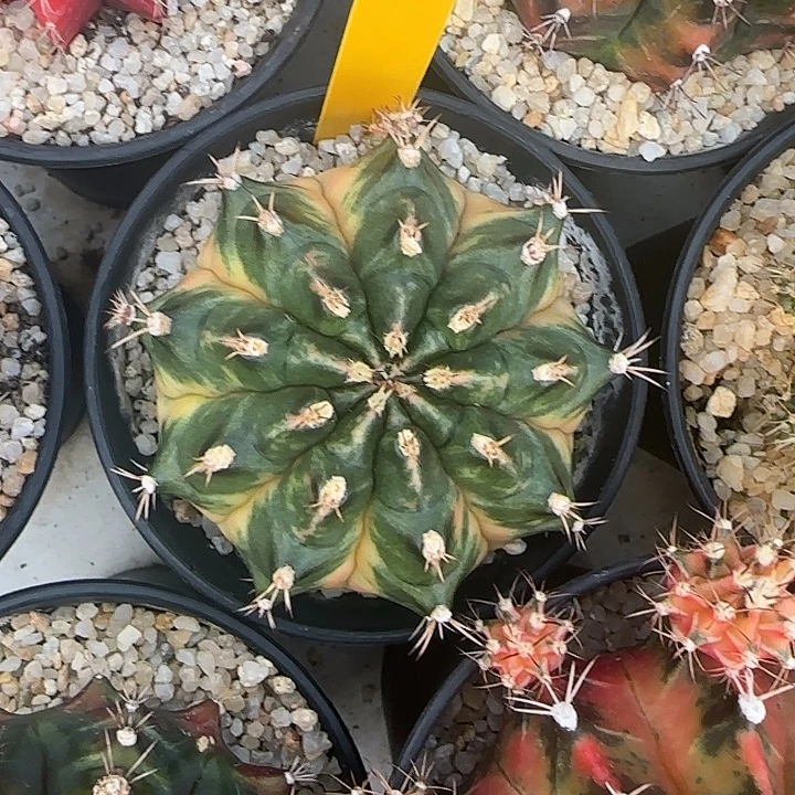 L518-1216泰国发货