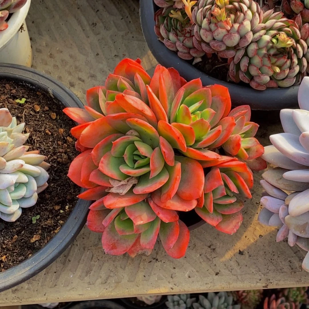 ～***～48包邮一物一拍多肉植物