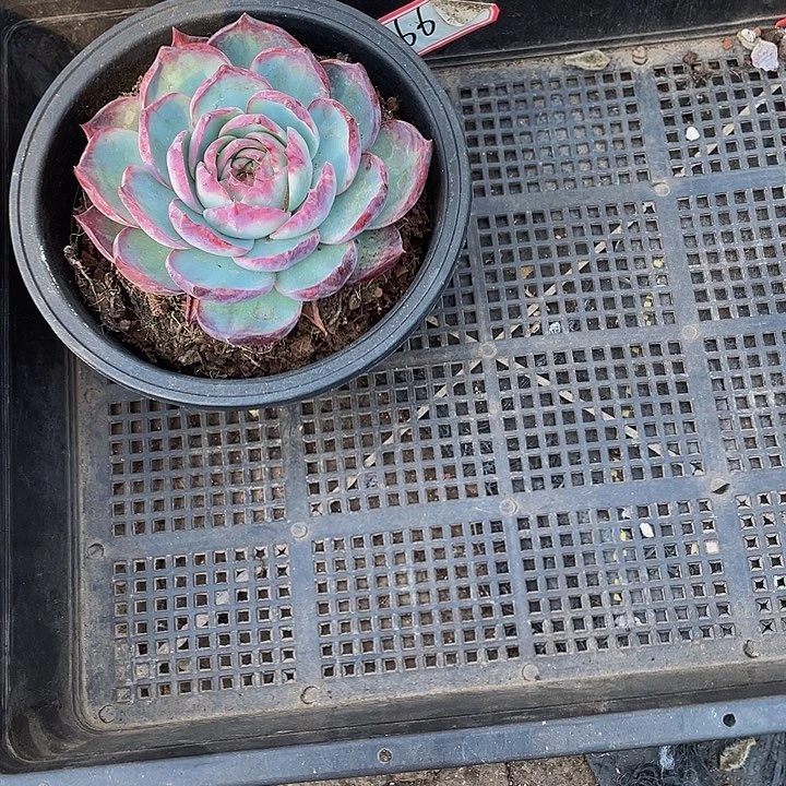 M***）666号筐带盆土发货大惊鸿