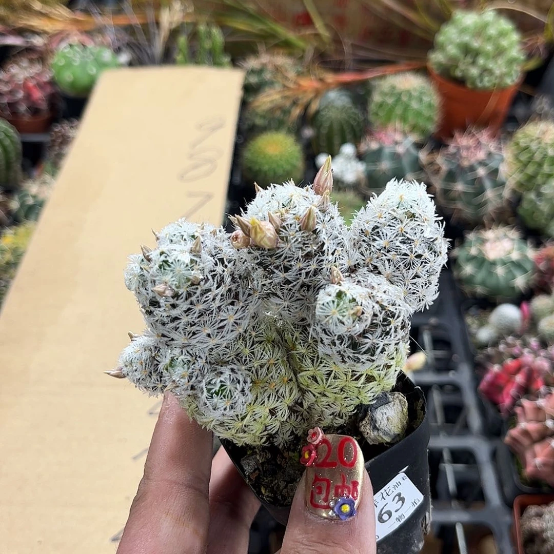 H****r8563一物一拍单头发货