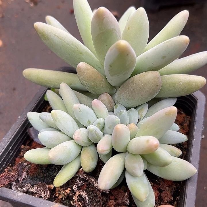 多头群生白兰地多肉