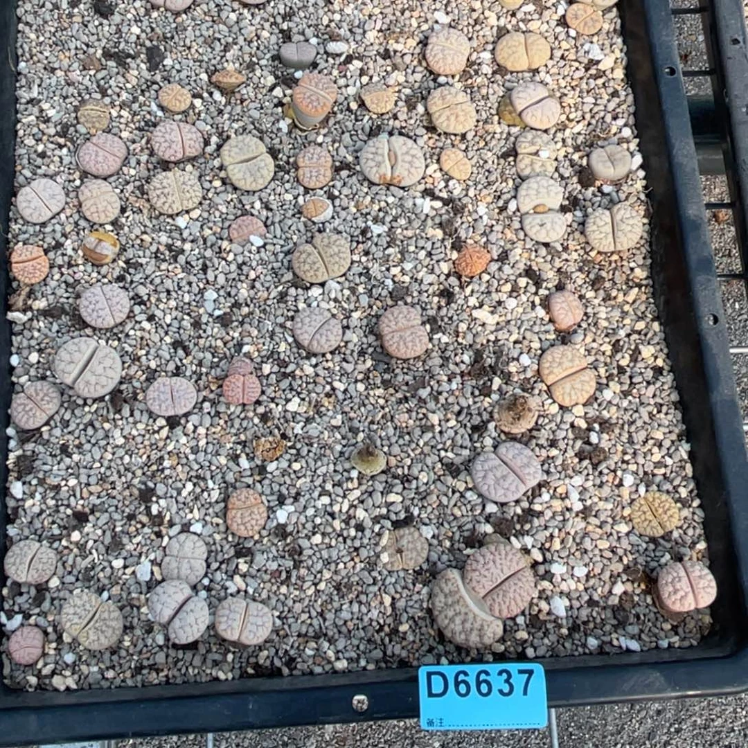 *****6637筐福利不售后