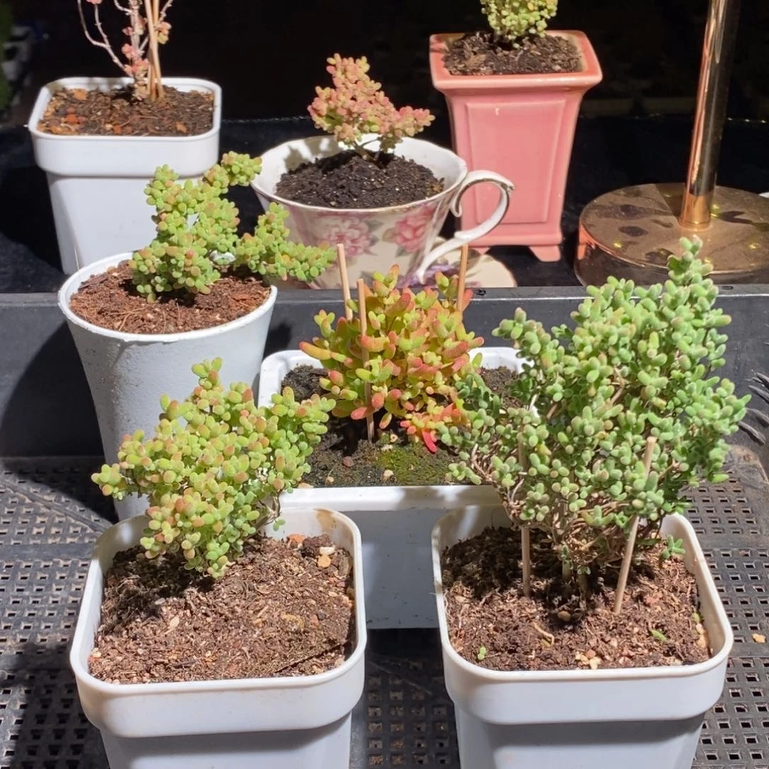 枝干番杏多肉植物868