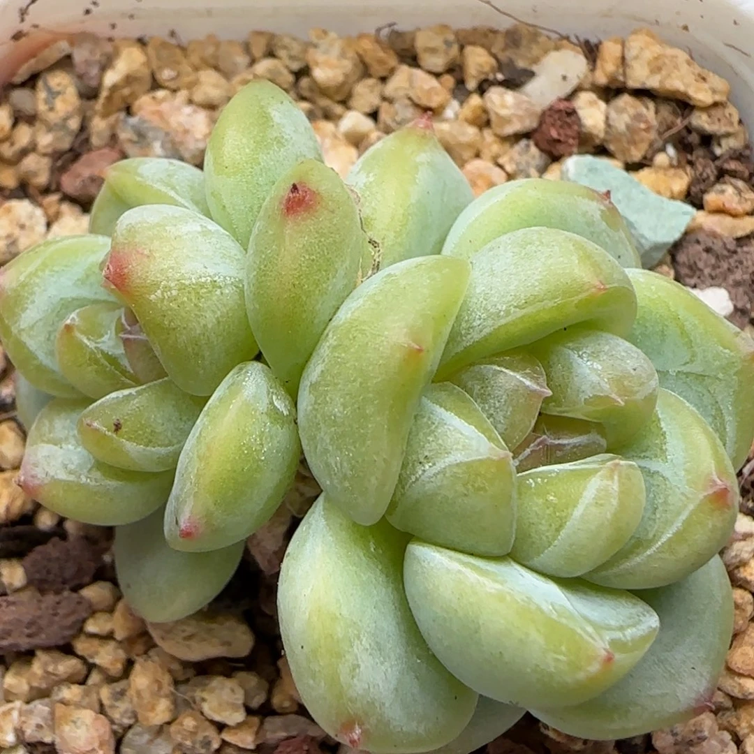 【满39包邮非偏远】133