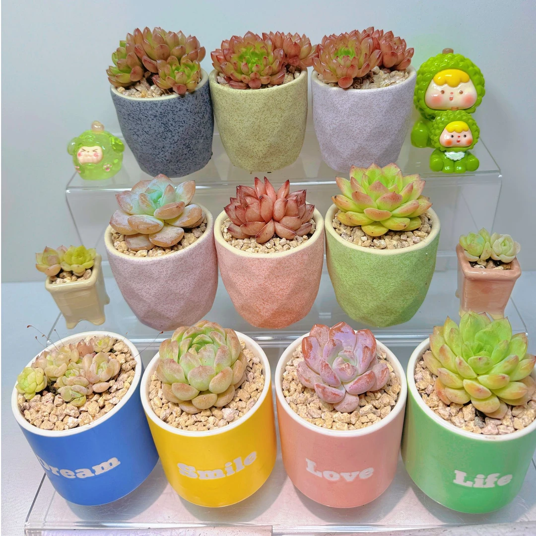 拇指盆带瓷盆多肉一物一拍（满2单包邮发货）