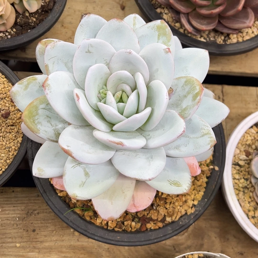 雪莲 老桩 17公分