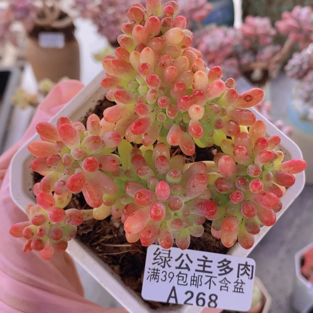 乙女心缀8cm268多肉植物