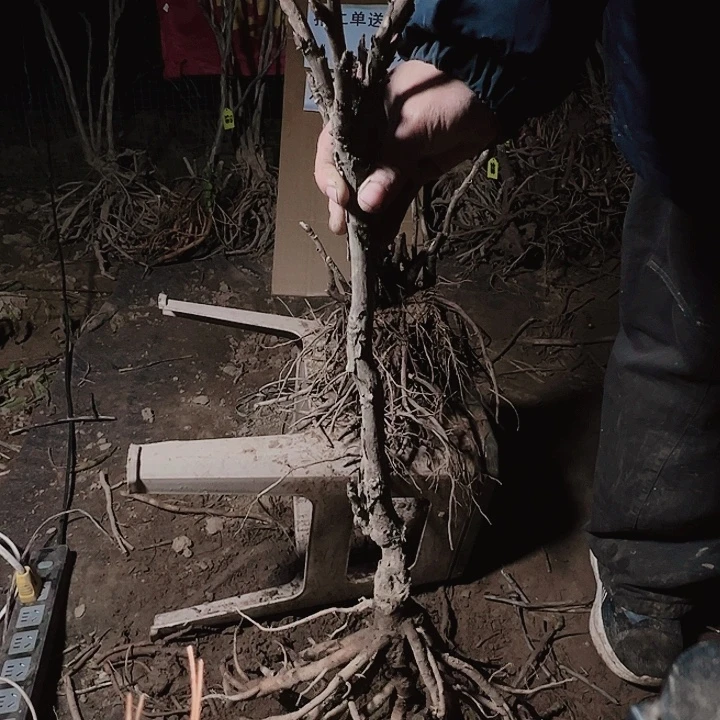 当前无花栽培后可以开花擎天粉