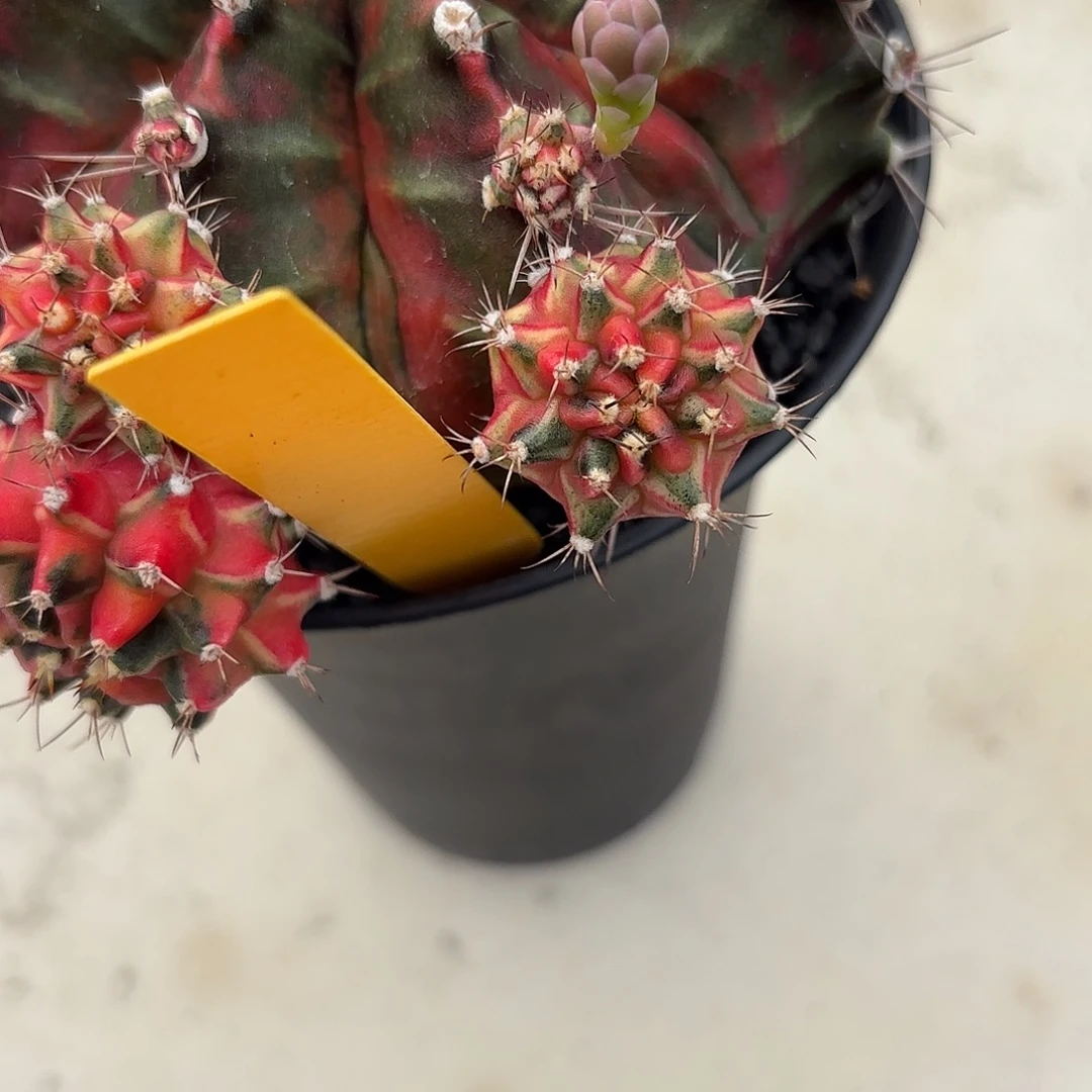 用***7184-1121泰国发货多肉