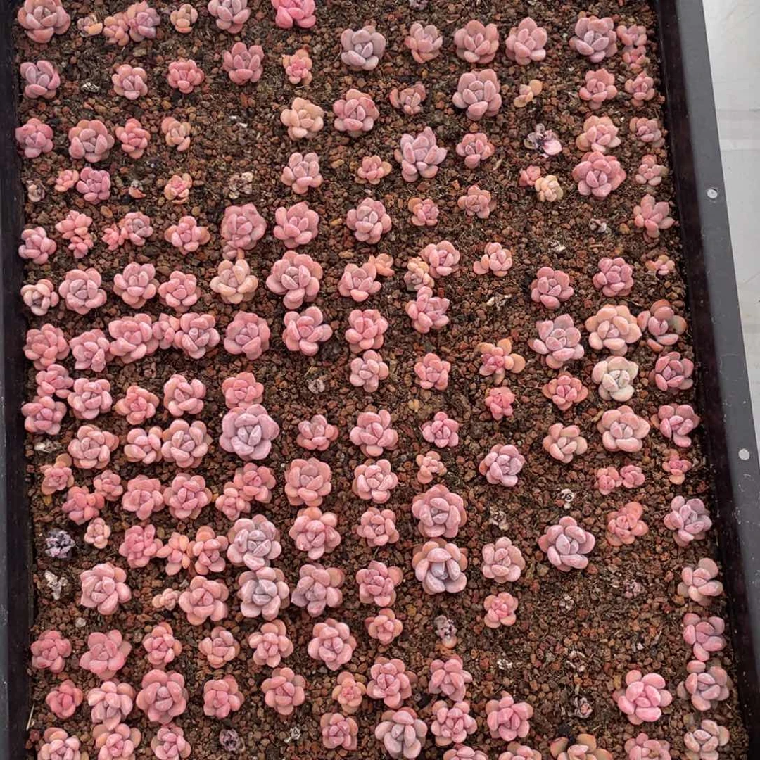 云糖心多肉植物247