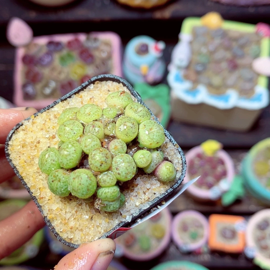 166生石花带盆发1