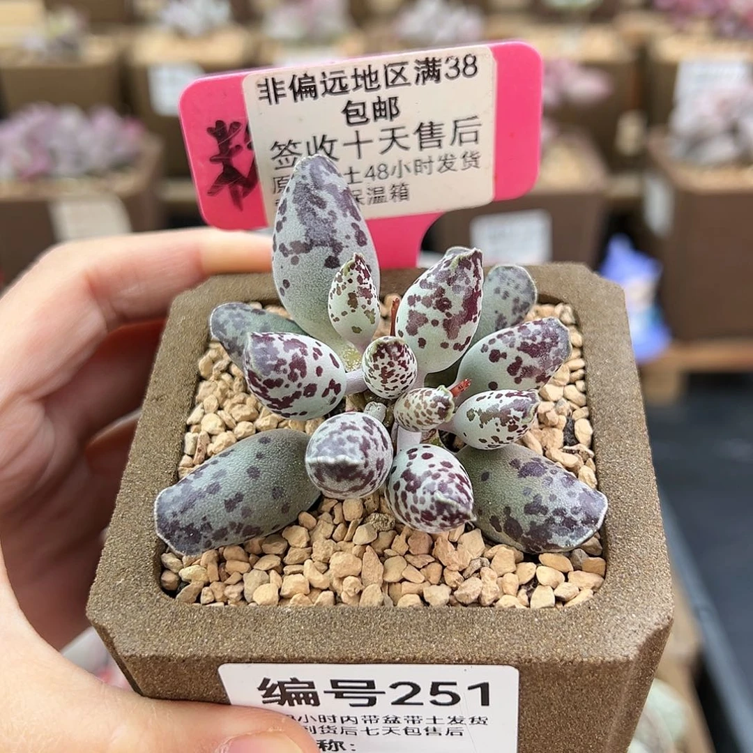 S***n251特白肌海豹多肉植物