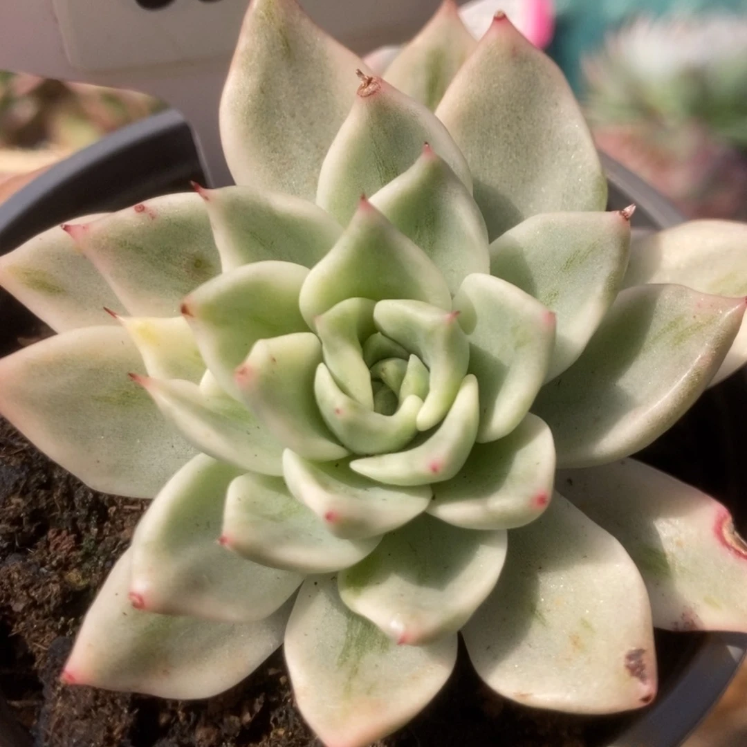 036东云杂锦锦锦锦锦锦锦锦